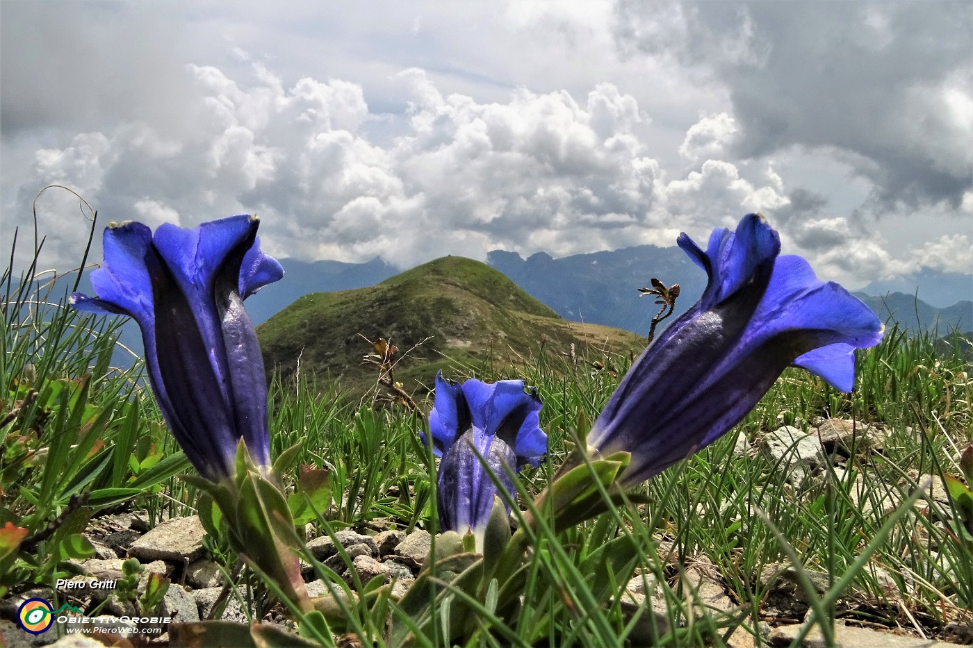 86 Il Monte Avaro tra genziane di Clusius.JPG